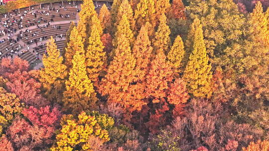 南京钟山风景区音悦台秋景