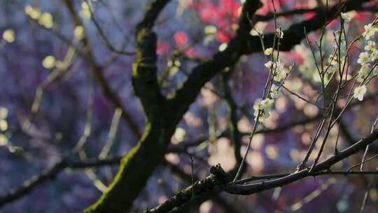 早春白梅绿梅盛开唯美空镜