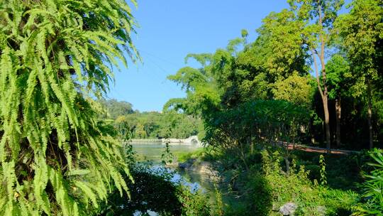 公园 池塘 湖水 水景 湖景