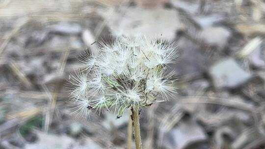 蒲公英植物种子