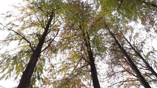 茂盛的落羽杉树