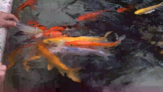喂食成群的锦鲤视频素材模板下载