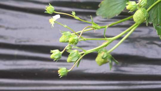 草莓园 农田 农业作物 水果 绿色植物 温室