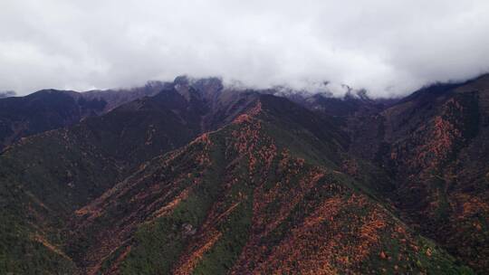 川西康定山川金黄色的秋天航拍