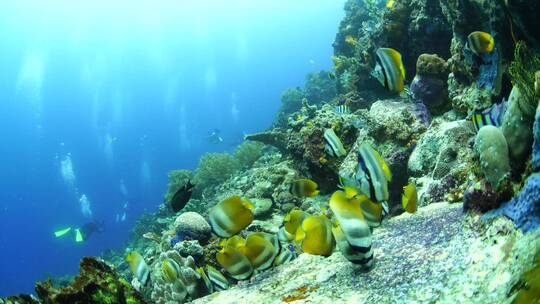 海底潜水和鱼群 合集
