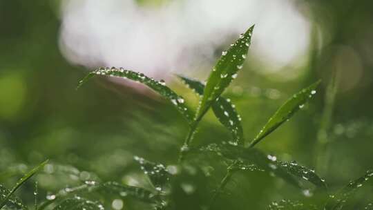 雨后小草丛绿植水珠露珠