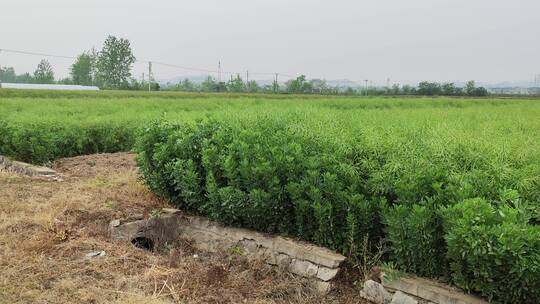 春天绿色植物实拍景色