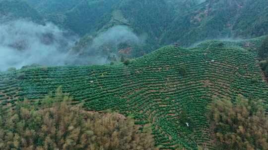 黄山毛峰茶园茶山绿茶