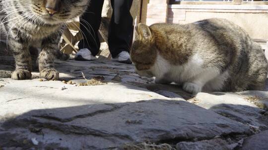 狸花猫在地面吃猫粮觅食