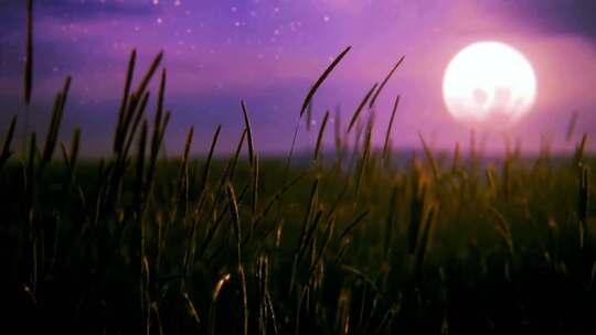 夕阳下的狗尾巴草、野草
