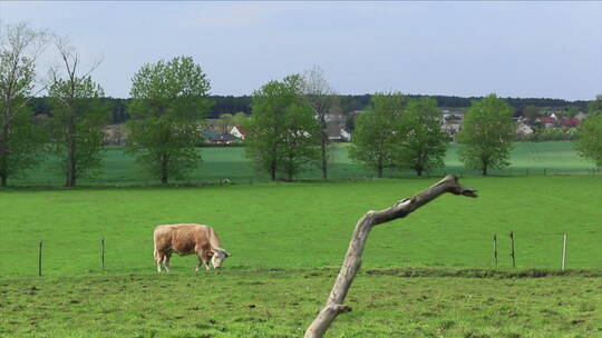 德国柏林乡村 绿草场 一只花牛吃草 组镜