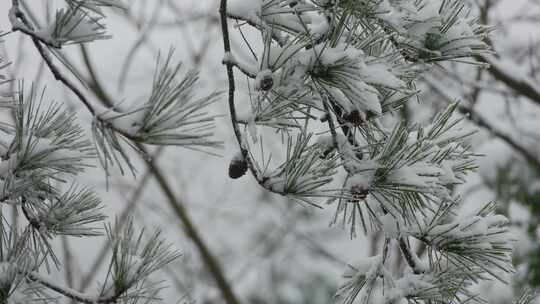 积雪覆盖的松树枝特写