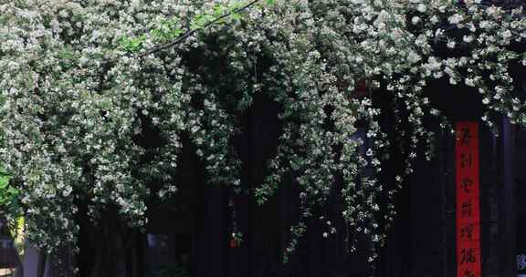 苏州平江路雨天木香花开