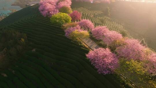 浙江湖州春日梅花梅园铁佛寺近景