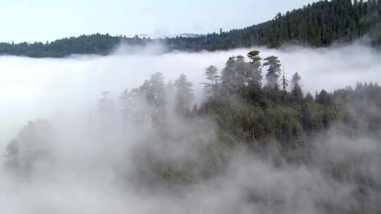 大自然森林雾气