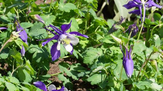 【镜头合集】橘红色野花鲜花开花