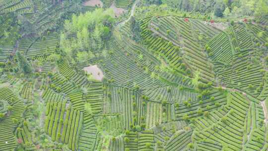 江塝茗园。茶园