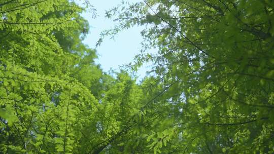 云南春天池杉逆光唯美绿色树木