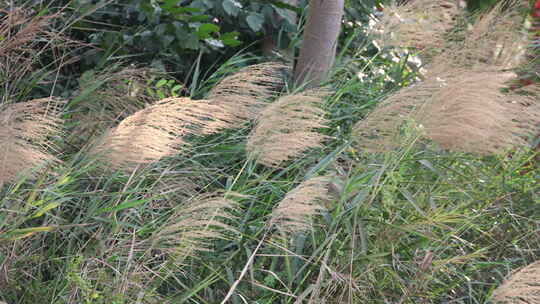 芦苇 阳光 空镜 实拍