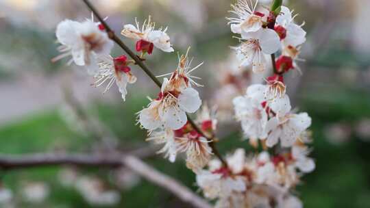 白花，杏树，开花，树枝