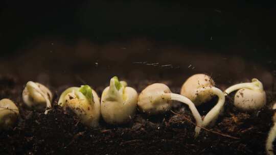 幼苗破土而出 生长的植物 种子成长