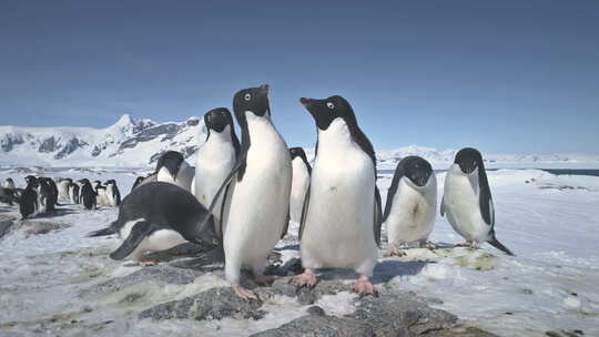 南极阿德利企鹅群玩延时