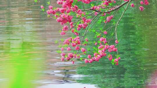 杭州西湖春天桃花盛开风景