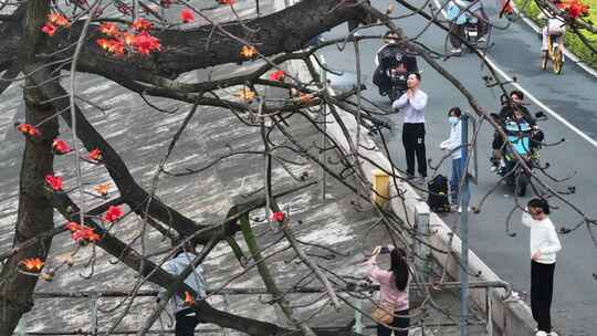 中国广东省佛山市平胜大桥木棉花