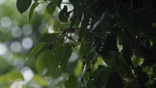 6K雨中绿色树叶雨滴05