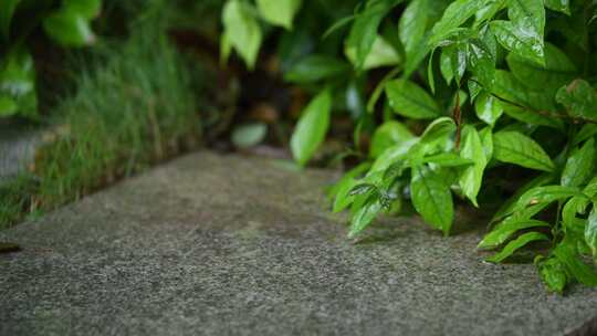 雨落在植物叶子上