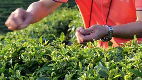 茶叶 采茶 红茶 绿茶 春茶 茶 有机茶