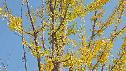 晴朗天气下秋天金黄的银杏叶