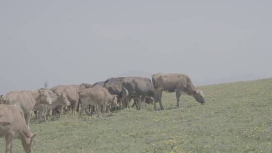 蓝天下蒲公英花海黄牛牛群在吃草牛犊视频素材模板下载