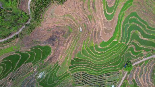 4K海南牙胡梯田俯拍平移航拍