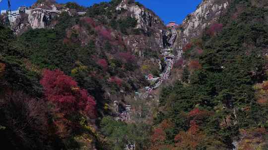 泰山对松山的秋色