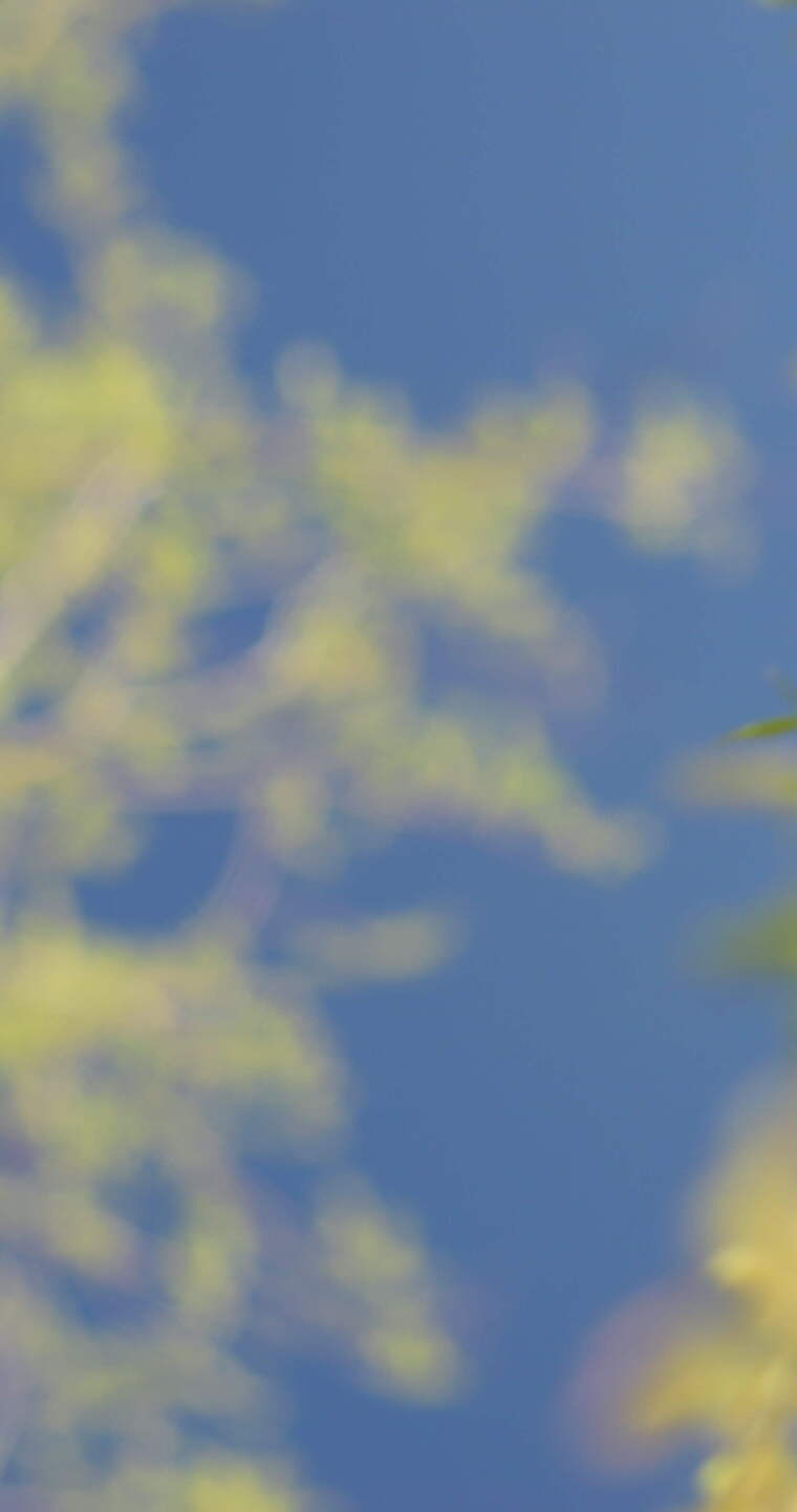 春天刚刚发芽的柳枝