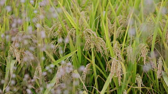 秋天成熟的金黄色的稻田稻子视频素材模板下载