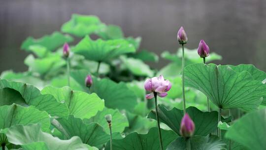 盛夏北京北海公园里盛开的荷花