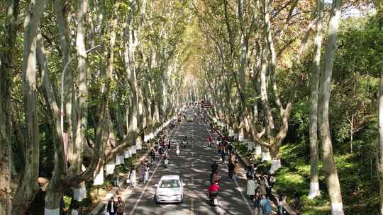 南京中山陵林荫大道