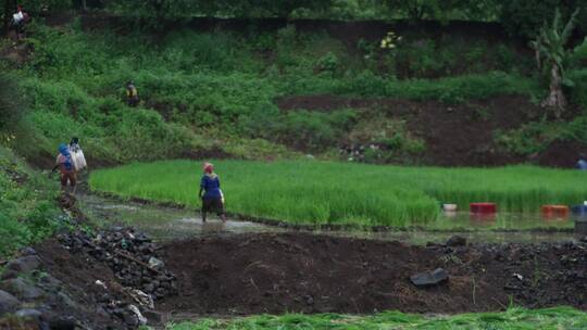 印度马哈拉施特拉邦农耕。雨滋润作物视频素材模板下载