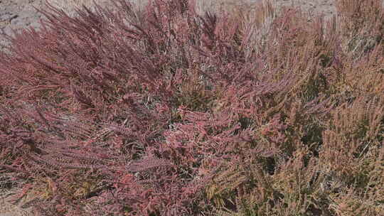 新疆秋天沙漠植被4K素材