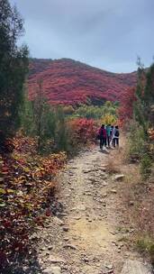 济南捎近村，秋天满山红叶成近郊游