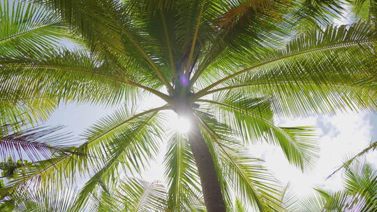 阳光下的椰子树视频素材模板下载