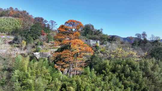 四明山秋天秋景秋色 茅镬公园