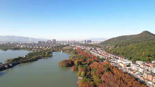 杭州湘湖老虎洞村秋天水杉树林风景航拍