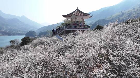 中国广东省广州市从化区广州流溪梅花节