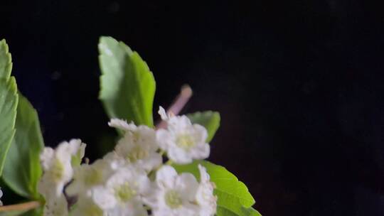 【镜头合集】鲜花摄影微距铁线菊