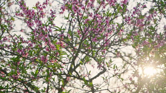 夕阳中的桃花