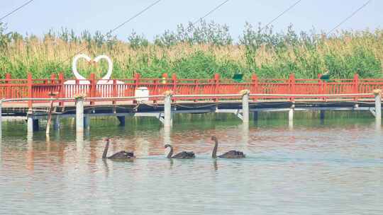 宁夏石嘴山沙湖旅游景区鸟岛天鹅