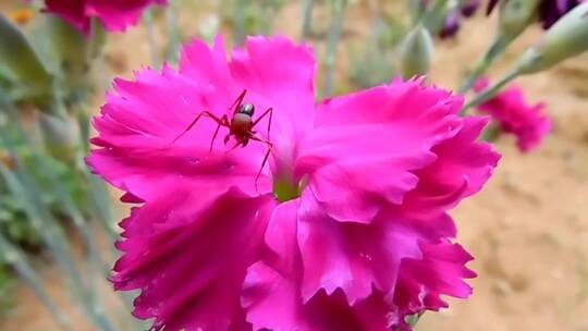 粉红花朵上的蚂蚁